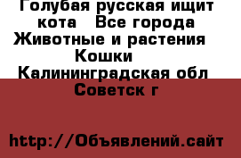 Голубая русская ищит кота - Все города Животные и растения » Кошки   . Калининградская обл.,Советск г.